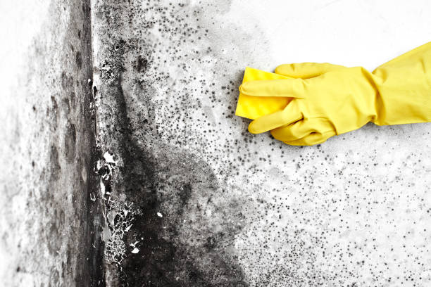 Best Black Mold Removal  in Pittsboro, NC