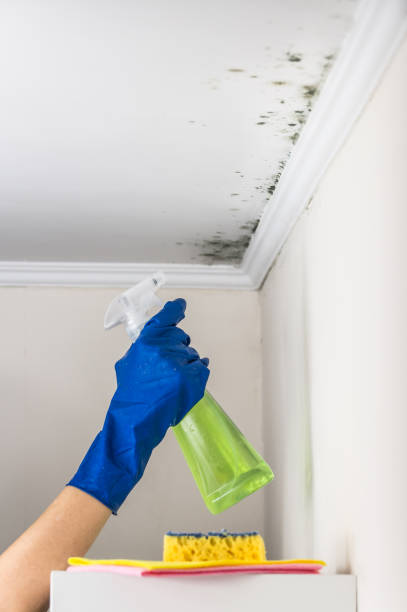 Best Office Mold Removal Services  in Pittsboro, NC